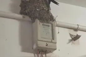 燕子筑窝预示着什么图片