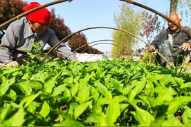 辣椒移栽后，叶片发黄生长缓慢咋解决？农技专家给出解决方案图片