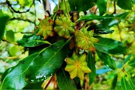 八角树为什么要矮化，如何嫁接换种，轻松提升产量2-3倍图片