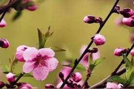 母静则子安，子安则家和图片