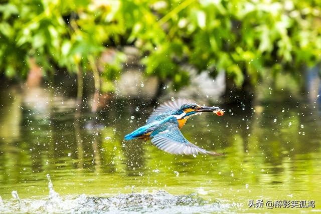 三年级语文上册第15课《搭船的鸟》课堂笔记，要学会仔细观察