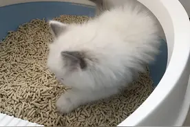 「猫拉稀的关键和避坑」阿莫西林和蒙脱石解决80%的拉稀，3天没缓图片