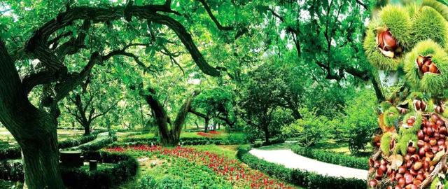 “龙”游诸城，诸事皆成