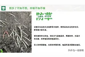 隔壁老王种葡萄（十），除草、摘心、断根和成花图片