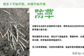 隔壁老王种葡萄（十），除草、摘心、断根和成花图片