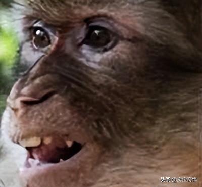 专业人士警告：不要去逗狒狒或猴子，无论是在动物园还是野外