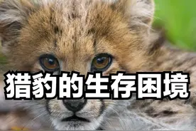 猎豹科普——实际上猎豹种群很脆弱图片