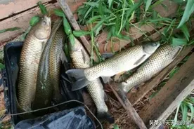钓鱼技巧：据说一半钓鱼人不知，串钩还有这些玩法，野钓大鱼专用图片