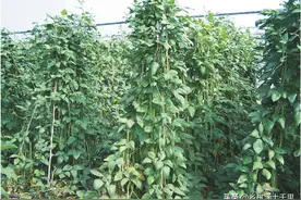 豆角什么时候种植最好？如何提高豆角产量？这些都是经验总结图片