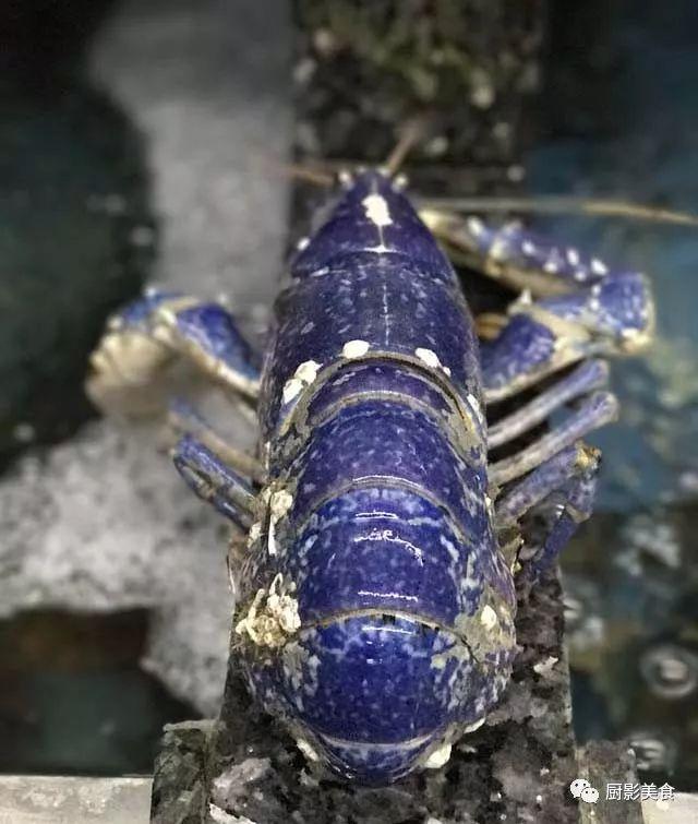 40头的花胶是几级 2025年花胶40头是什么意思?