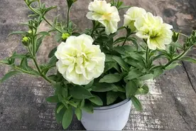 第一次养伊丽莎白，花开很治愈图片