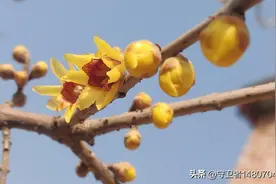 老者用一把鬼针草把小孩拉肚子治好了！图片