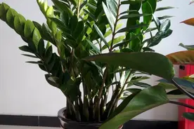 这些叶子生命力顽强，插土里变盆景，比花钱买得好看图片