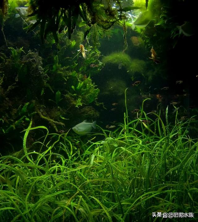 鱼缸里有绿藻确实很煞风景,为什么都想要除掉?其实大可不必