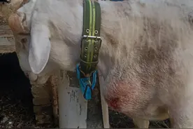 羊脓包病怎么去防冶图片