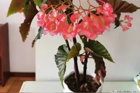 要想轻松养好竹节海棠，教你几个注意的问题，保你花开满枝图片