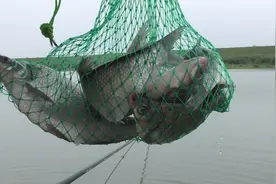 夏季野钓江河全攻略，不好钓但也有招图片