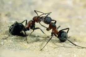 蚂蚁进房有什么迷信的说法？蚂蚁进了房子要不要消灭？图片