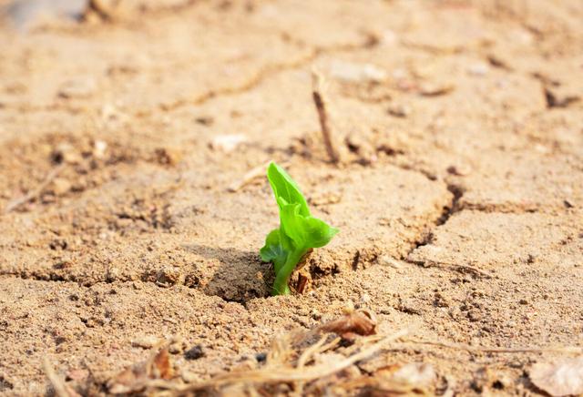 绝地逢生不是神话,绝地只是一时的,睿智和勇气却是一生的