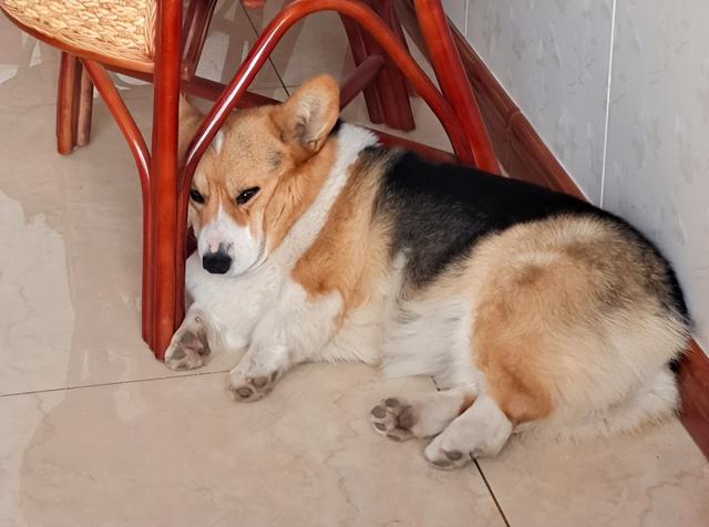 柯基的"标准体重"是多少斤,你知道吗?