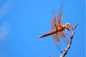 研究发现，蜻蜓是当地汞污染的好哨兵 | 海洋与湿地·前沿图片