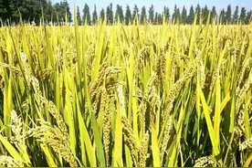 稻花香里说丰年，尝尝来自长三角的好味“稻”图片