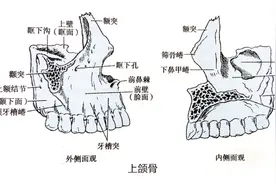 正畸医生须知：支抗钉植入临床操作 植入部位详解与注意事项图片