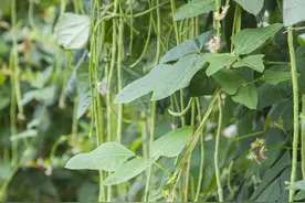 春豆角种植有妙招，用点厨房常见废弃物，豆角肯结荚挂满架图片
