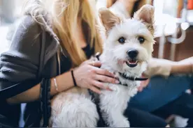 狗疫苗接种：每个生命阶段的时间表图片