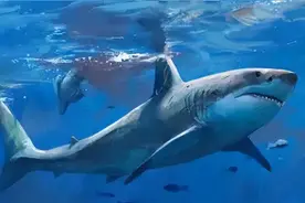 1945年，史上最大规模鲨鱼吃人事件，美军1199名船员仅317人生还图片