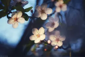 人老了，学会对兄弟姐妹装“糊涂”点，才是亲情相处的智慧图片