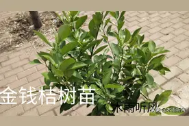 怎样让新栽的苗木快速生根？掌握栽植技巧，栽一棵活一棵图片