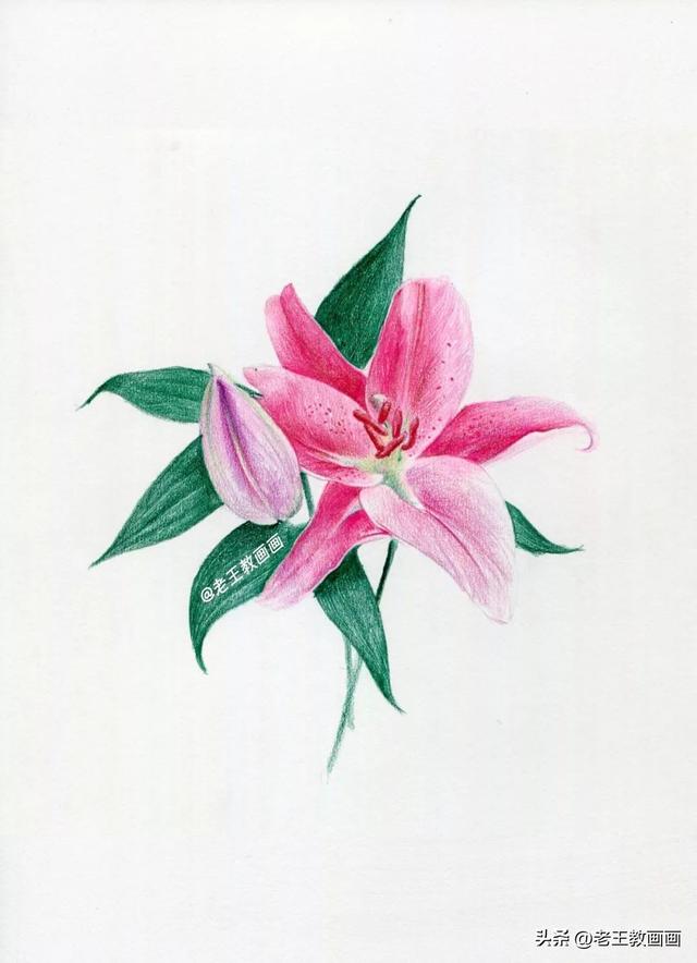 画花朵怎么画最简单又好看,花虽美,画出来更美! - 冷求网