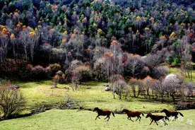 回族民族概况图片