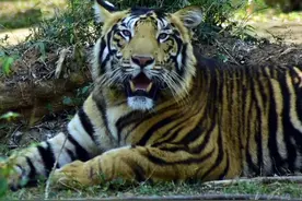 印度摄影师拍到罕见的野生"黑虎"！独特毛色的成因又与人类有关？图片