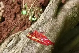 龙血灌溉出的长寿植物——龙血树图片