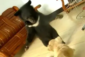 2010年，辽宁农夫义务抚养捡到的黑熊，非常通人性不愿离开图片