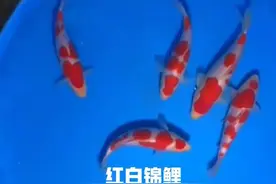 锦鲤起源于中国，为什么却是日本的锦鲤风靡世界呢？有这些原因图片