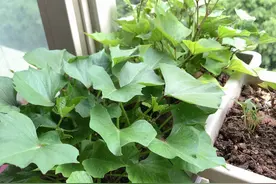 2种菜，现在种一盆，一个夏天吃不完，只浇水就能疯长爆盆图片