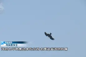 草海大坝老鹰戏鸥？专家解释→图片