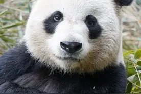 居然在一只熊猫身上看到了帅气图片