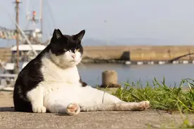 2023沙雕宠物摄影大赛引全网爆笑！网友看完狂翻手机:删了,让我发图片