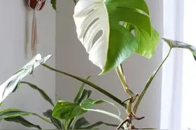 ​五月养龟背竹，讲究一个“懒”，越懒越容易开背，直接长成小森林图片