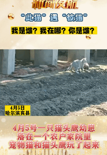 买到一盒肯德基猫爪蛋挞,我当场气死