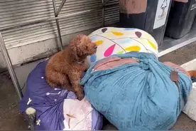 主人搬家把2只狗遗弃，狗狗守着行李不愿离开，它们还在等主人图片