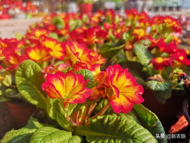 零差评！当氨基酸益生菌草莓碰上年宵花，这个春节既喜庆又甜蜜