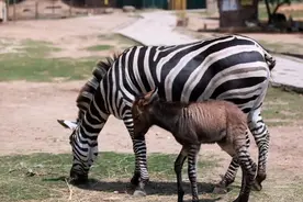 野生动物也会杂交，繁殖出的后代有多惨？该禁止动物杂交吗？图片