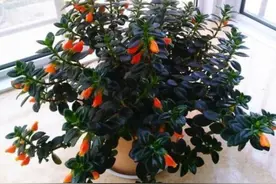 12月养金鱼吊兰，给它做好4件事，枝头长满花苞，能早开花图片