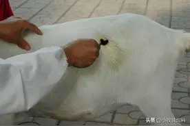 羊不反刍怎么办？羊不倒嚼快速解决办法，羊不反刍的急救方法！图片