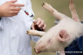 猪场生物安全防控要掌握的几项措施，快来领取图片